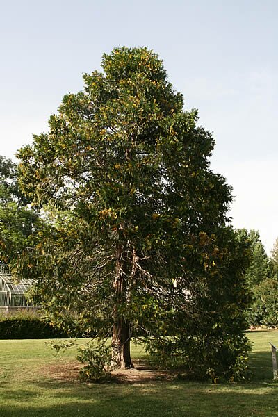 Le C&egrave;dre - Arbres en photos