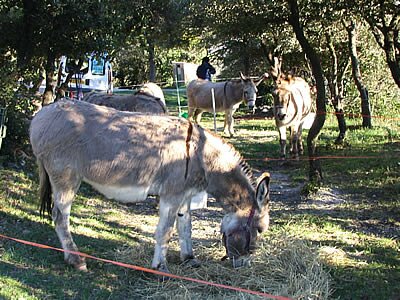 Photos Animaux - Provence