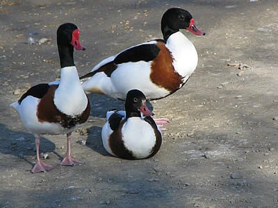 Photos Animaux - Provence