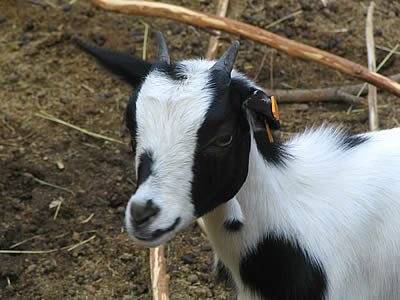 Photos Animaux - Provence