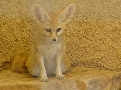 Photos d'animaux - Provence