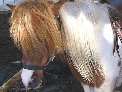 Photos Animaux - Provence