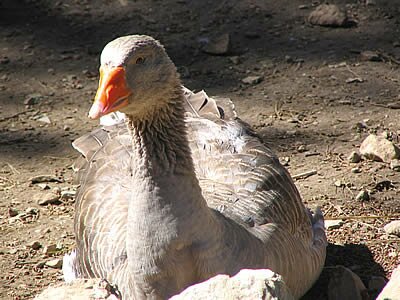 Photos Animaux - Provence
