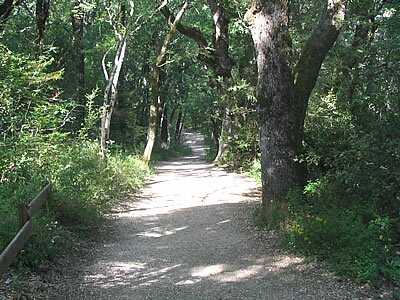 Sainte Baume - Provence