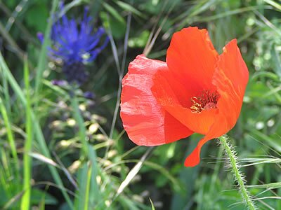 bonde - Provence