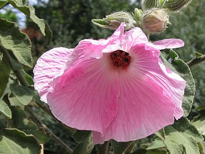 Balade florale &agrave; Bormes-les-Mimosas - Provence