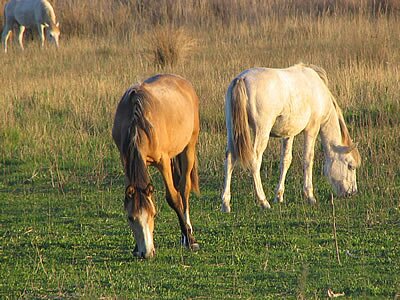 Un Tour en Camargue - Provence