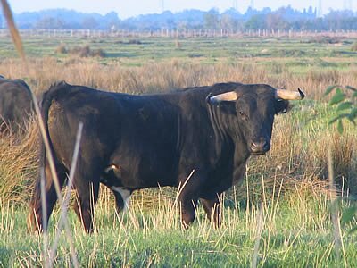 Un Tour en Camargue - Provence