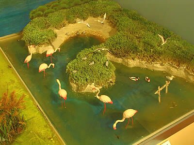 Photos de la Camargue 