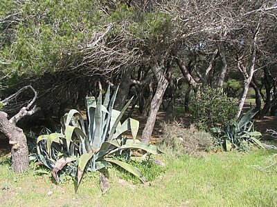 Balade sur l'&icirc;le du Grand Gaou - Provence