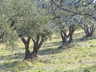 Balade dans la Montagnette - Provence