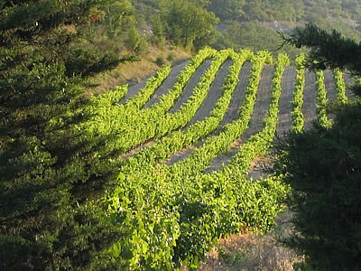 Dentelles de Montmirail - Provence