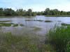 Marais en Camargue