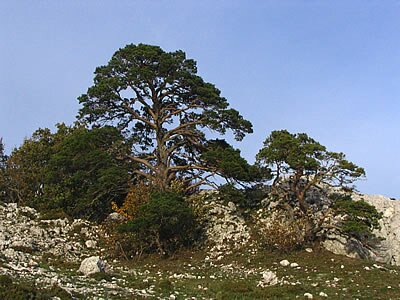 Le Paradis Massif de la Sainte Baume - Provence