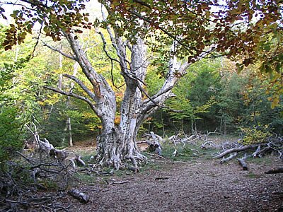 Le Paradis Massif de la Sainte Baume - Provence