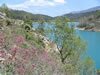 Fleurs sur le lac