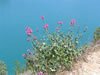 Balade fleurs