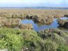 Etangs autour des Salins de Giraud