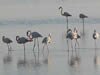 Flamants roses