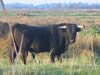 Taureau - Photo Camargue
