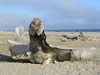 Baignade - Camargue - Plage