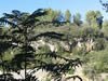 Falaises de Cassis