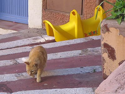 Photos de chats - Provence