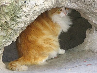 Photos de chats - Provence