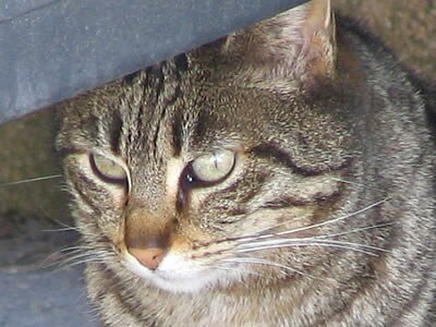 Photos de chats - Provence