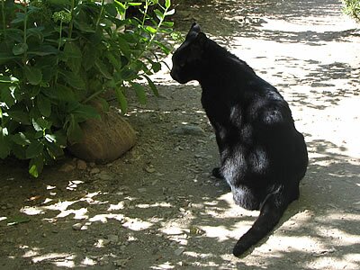Photos de chats - Provence