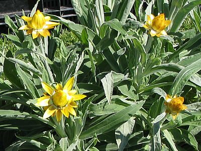 Photo Bracteantha