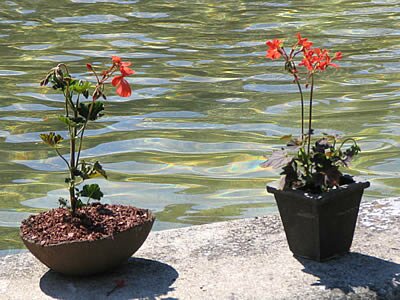 Photo Fleurs eau
