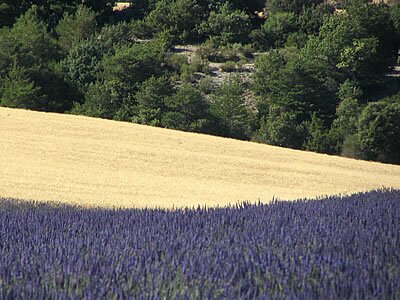 Photo Lavande bl&eacute;