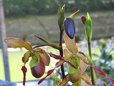 Photo Orchid&eacute;es