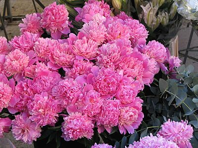 Photo Pivoines