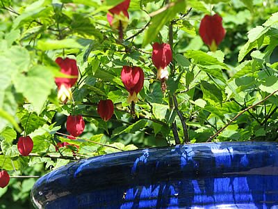 Photo Pots et fleurs