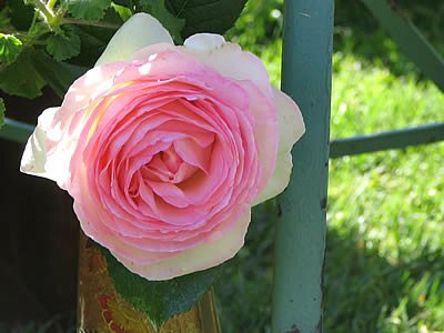 Photo Rose