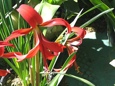 Photo Sprekelia