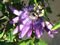 Passiflore - Fleur