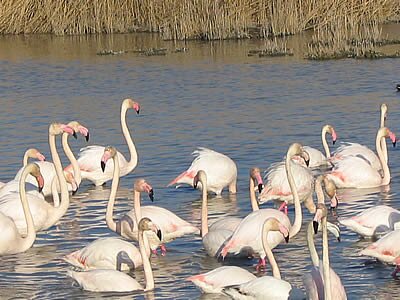 Photo Marais de Gines