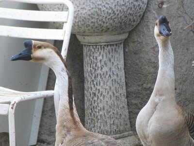 Photo Oies au caf&eacute;