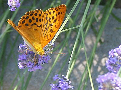 Photo Papillon et fleurs